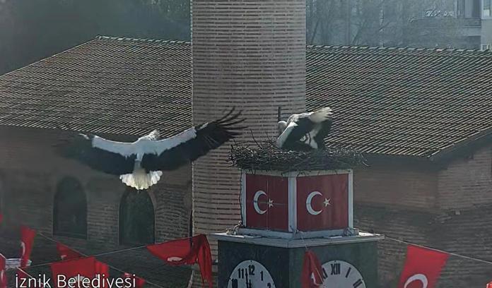 Can ve Canan leylek, 2'nci yıllarında da İznik'teki yuvalarında buluştu