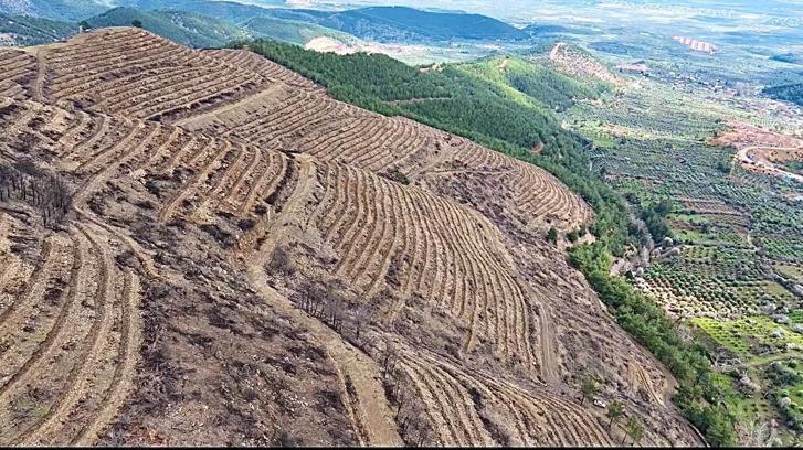 Hatay’da yangından zarar gören 287 hektar ormanlık alan yeşillendiriliyor