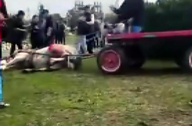 Sahibinin, koşmadığı için dövdüğü at bayıldı