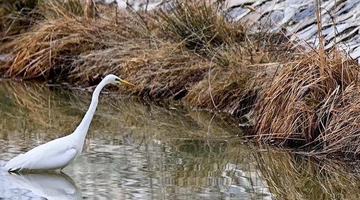 Erzincan’da büyük ak balıkçıl beslenirken görüntülendi