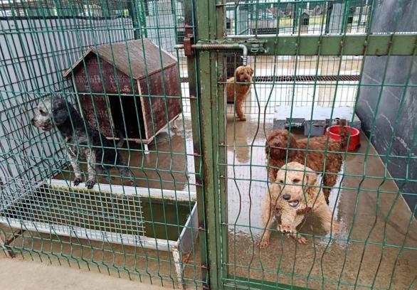 Edirne'de operasyonla 88 köpek kurtarıldı