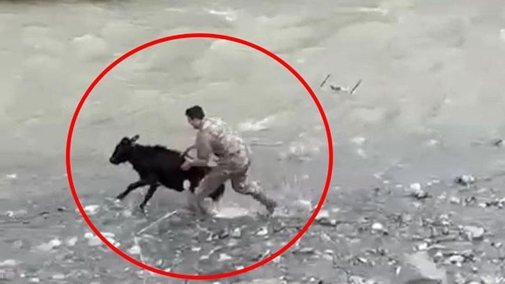 Sahibinden kaçan buzağıyı polis memuru yakaladı; o anlar kamerada