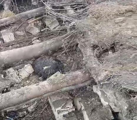 Van'da ahır çöktü; 20 küçükbaş öldü