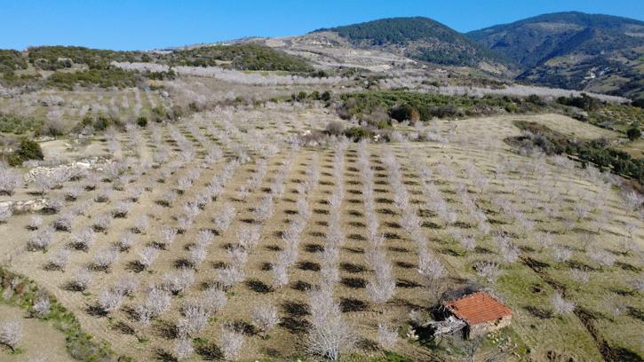 Manisa'da çiçek açan badem ağaçları görsel şölen sundu