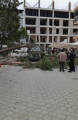 Çam ağacı minibüs üzerine devrildi