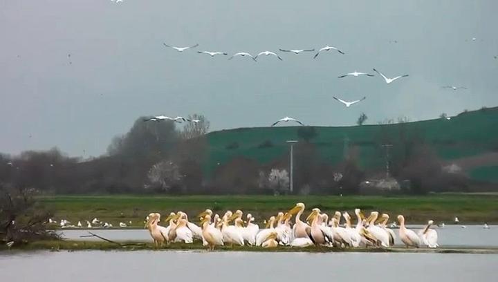 Göç yolundaki pelikan sürüsü, Boğazköy Barajı'nda görüntülendi