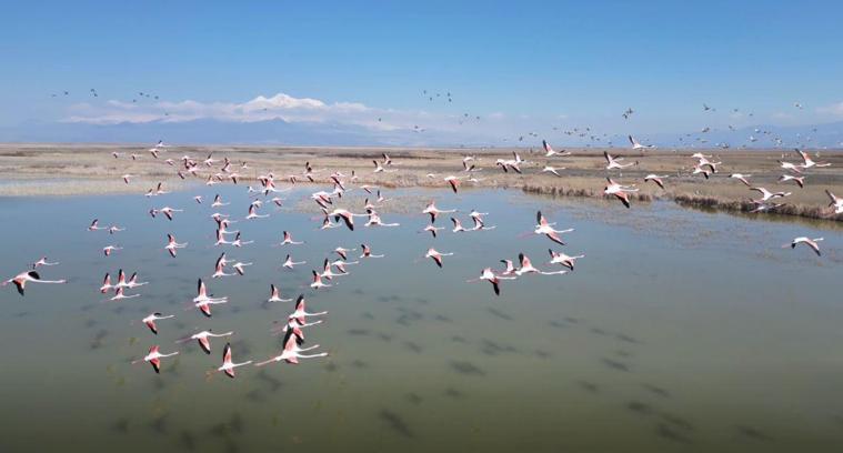 Kayseri’de flamingoların görsel şöleni dron kamerasında