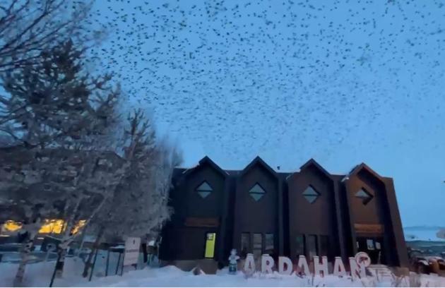 Ardahan’da, binlerce karga gökyüzünü kapladı