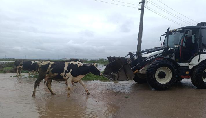 Bursa'da sağanak ve fırtına; büyükbaşlar iş makineleriyle kurtarıldı