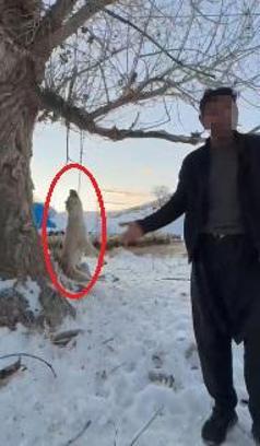 Çok yediğini iddia ettiği köpeğini ağaca asıp öldürdü