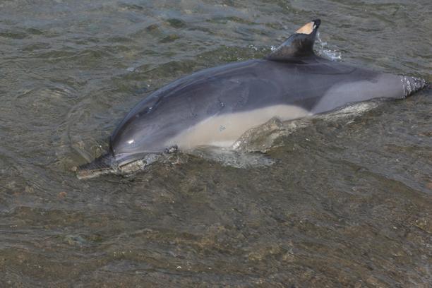 Trabzon'da ölü yunus sahile vurdu