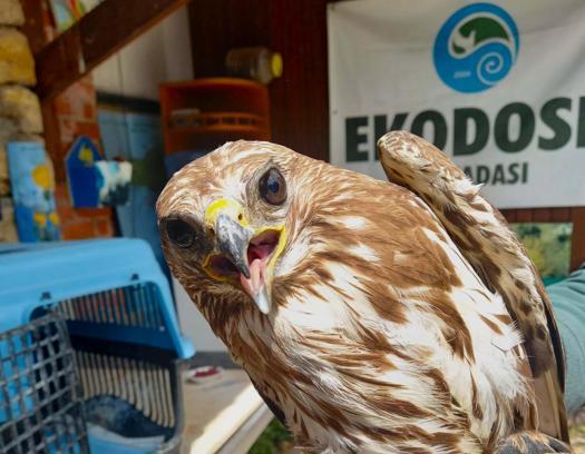 Kuşadası'nda yaralı bulunan şahin, tedavisinin ardından doğaya salındı