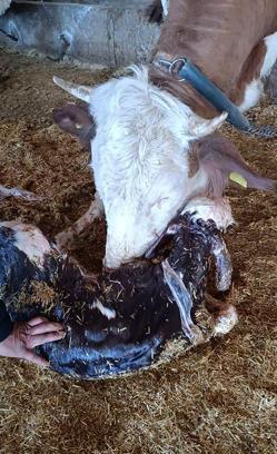 Kayseri’de yeni doğan buzağı ile annenin kavuşması kamerada