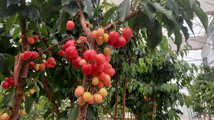 Jeotermal serada yetiştirilen kirazlarda ilk hasat yapıldı