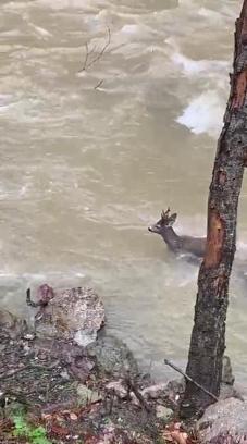 Karacanın çaydan zorlu geçişi kamerada