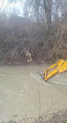 Dereye düşen buzağıyı köylüler kurtardı