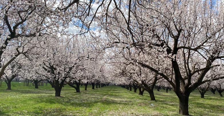 Kayısı ağaçları çiçek açtı, Iğdır Ovası beyaza büründü