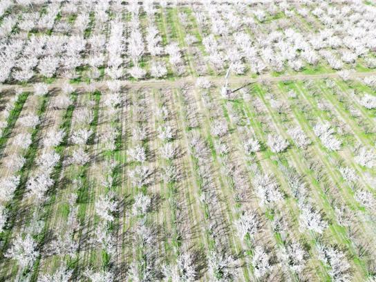 Kayseri'de geçen yıl don nedeniyle hasat yapılamayan kayısı ağaçlarında 13 bin ton rekolte hedefi