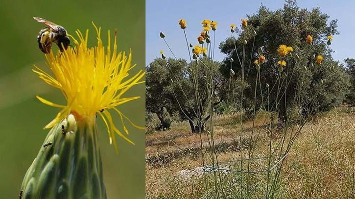 'Tülüşah, yok olma tehlikesiyle karşı karşıya'