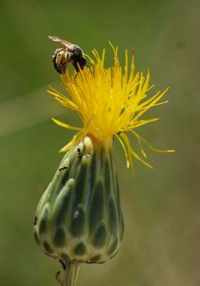 'Tülüşah, yok olma tehlikesiyle karşı karşıya'
