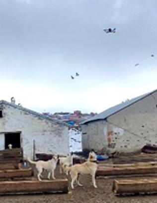 Çoban köpeklerinin drona tepkisi kamerada