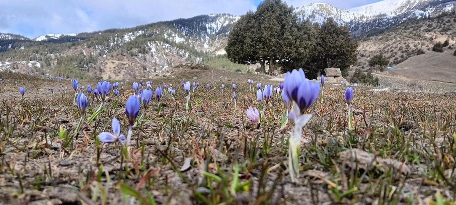 Kardelenler eşliğinde 20 kilometrelik bahar yürüyüşü