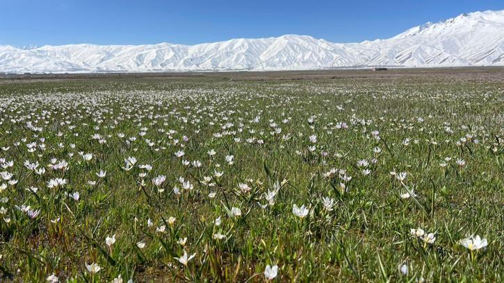 Yüksekova'da baharın müjdecisi kardelenler çiçek açtı
