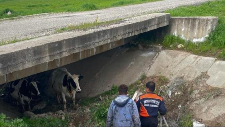 Batman'da kaybolan 2 inek, 2 kilometre ötedeki menfezde bulundu