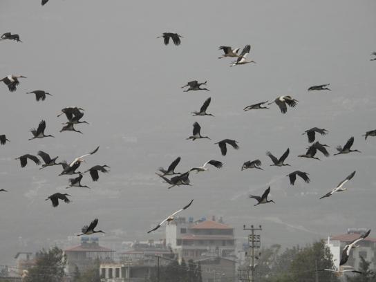 Göç yolundaki Hatay'da mola veren leylekler, sulak alanlar ve gökyüzünü kapladı
