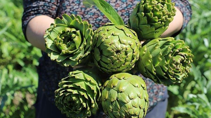 İzmir'de enginar mesaisi