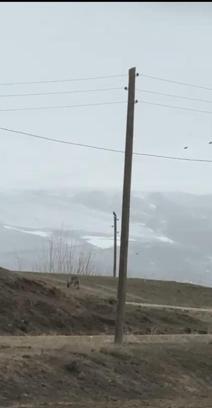 Kent merkezine inen kurt, cep telefonuyla görüntülendi