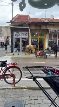 Kaçan inek, berber dükkanı ile çay ocağına girmeye çalıştı