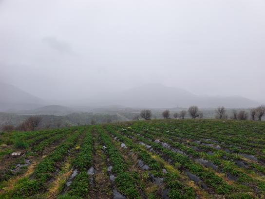 Coğrafi işaretli Sason çileğinde hasat mayısa kaldı