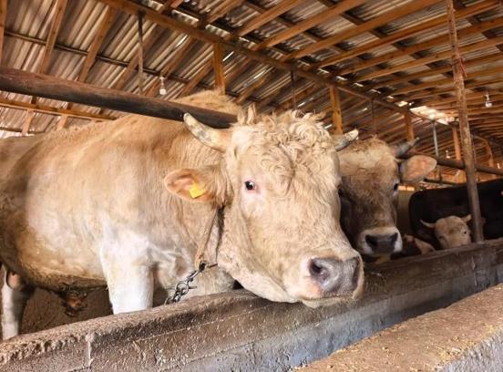 1,1 tonluk kurbanlık boğa ‘Paşa’, 500 bin TL'den satışa çıkarıldı