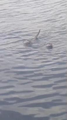 Zonguldak’ta su samuru ailesi görüntülendi