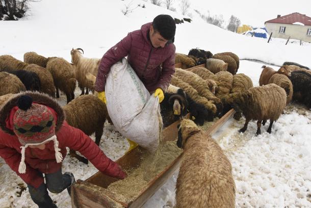 Bitlis'te nisan karı, besicileri zor durumda bıraktı