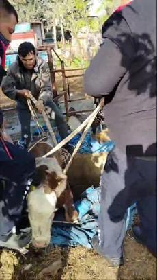 Hatay'da kuyuya düşen buzağı kurtarıldı