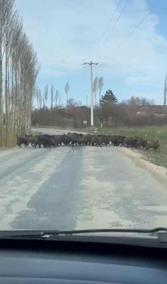 Tarlada gezen domuz sürüsü kamerada