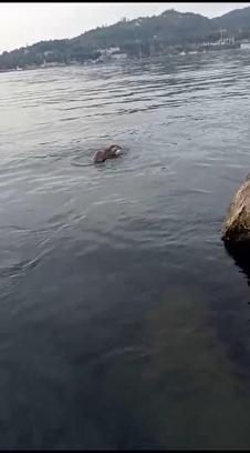 Su samuru oltaya takılan balığı yakalayıp kaçtı