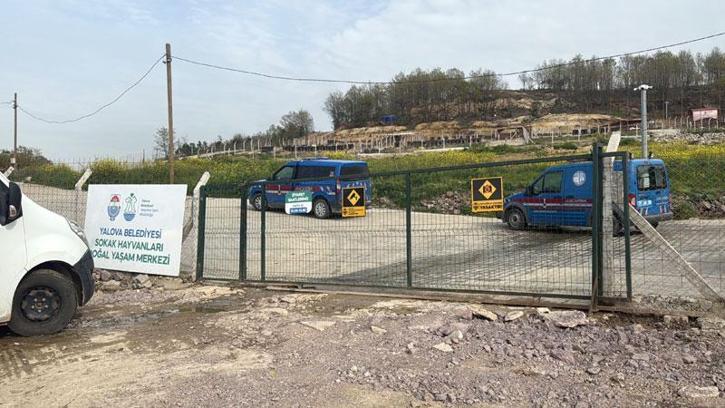 Yalova’da hayvan ölümleri iddialarına soruşturma