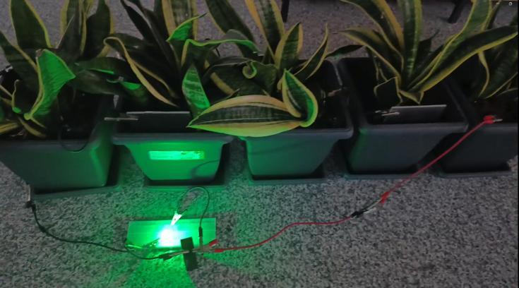 Bitkilerden elektrik üretildi; Bolu ve Ankara’dan ekip biyopil geliştirdi