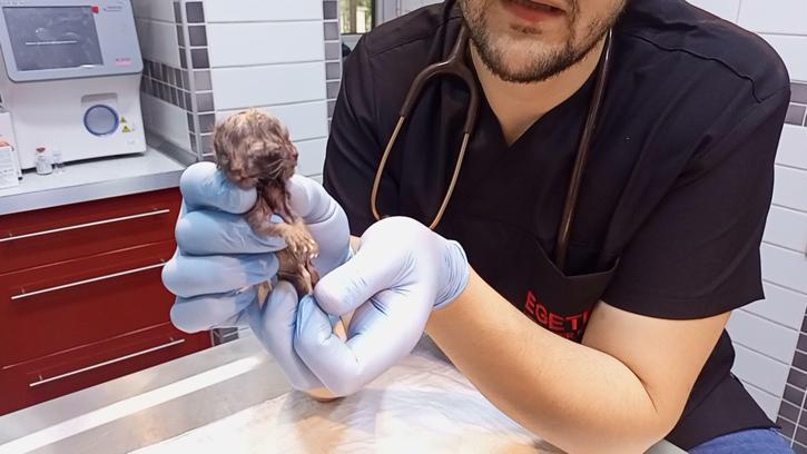 Karnındaki çift başlı ölü yavru sezaryenle alınan kedinin diğer 3 yavrusu kurtarıldı