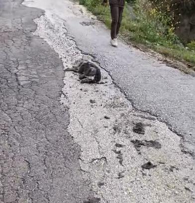 Hatay’da 5 günde 25 köpek zehirlenerek öldü