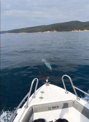 Saros’ta teknenin yanında yüzen yunuslar kamerada