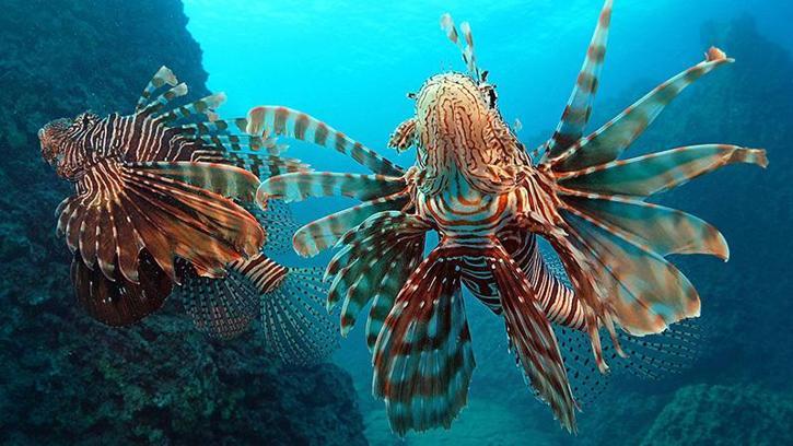 Akdeniz'deki istilacı türler, besin zincirinde çıkmaz yol oluşturuyor