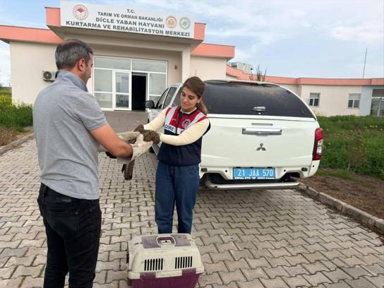 Diyarbakır’da yaralı şahin tedaviye alındı