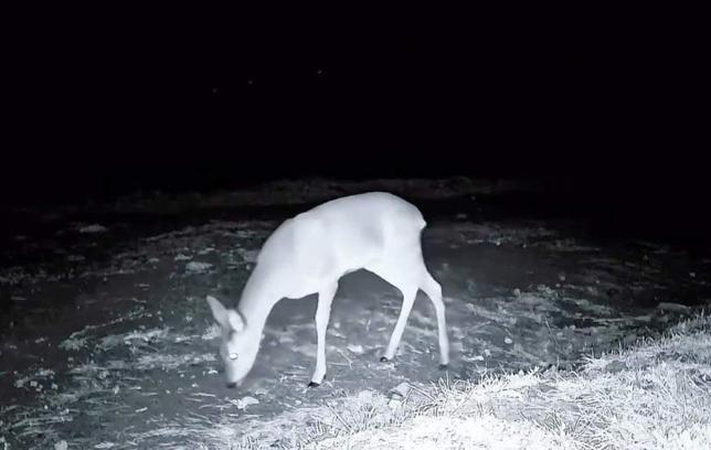 Ganos Dağı'nda fotokapanla kurt, karaca ve porsuk görüntülendi