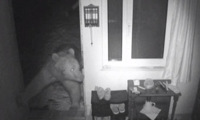 Yayla evlerine girip, mahallelerde dolaşan ayılar kamerada