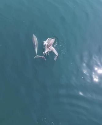 Bartın’da yunuslar cep telefonuyla görüntülendi