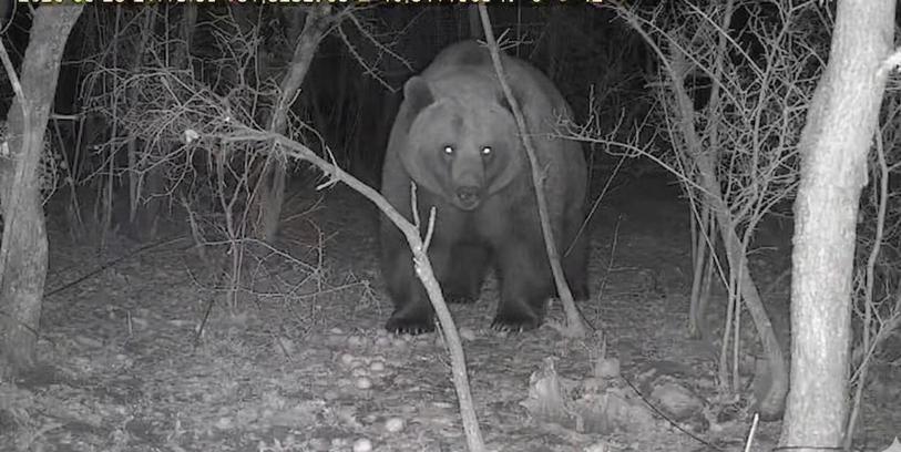 Tarlasına kurduğu fotokapanla ayı görüntüledi